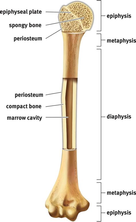 Figure 118 Anatomy Of A Long Bone Humerus
