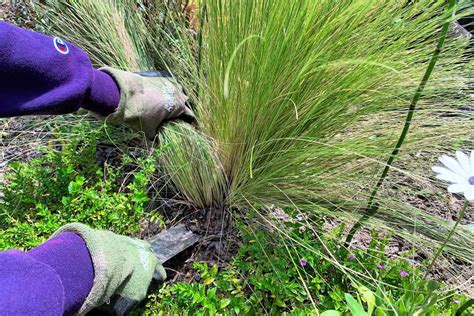 How To Prune Ornamental Grasses
