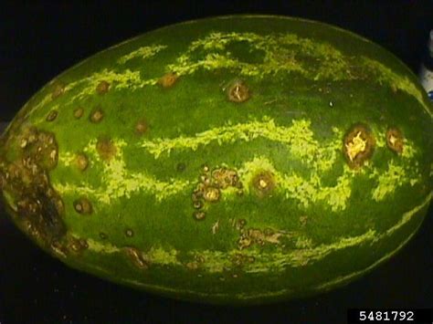 Anthracnose Colletotrichum Orbiculare On Watermelon Citrullus