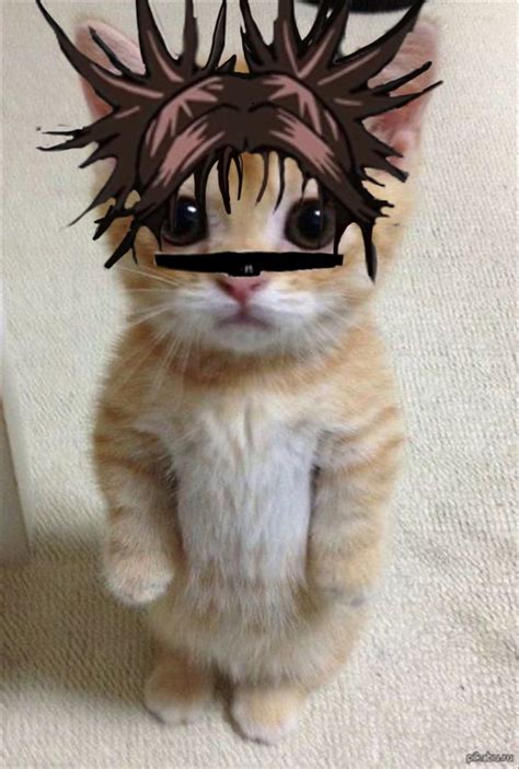 Hes Hes Not My Best Work😞 Anime Cat I Am Awesome Cats Animals Work