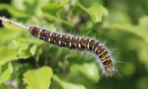 Munching Caterpillars Wild In Winchester Butterfly Conservation