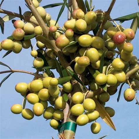 Pick from lighter italian fare, flatbreads, classic italian dishes, seafood & more! Arbosana Olive Trees - Louie's Nursery & Garden Center ...