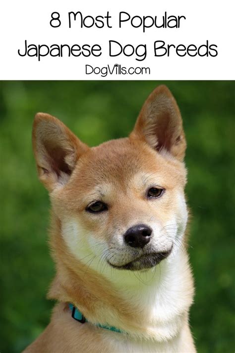 Do You Want To Learn More About Popular Japanese Dog Breeds Check Out