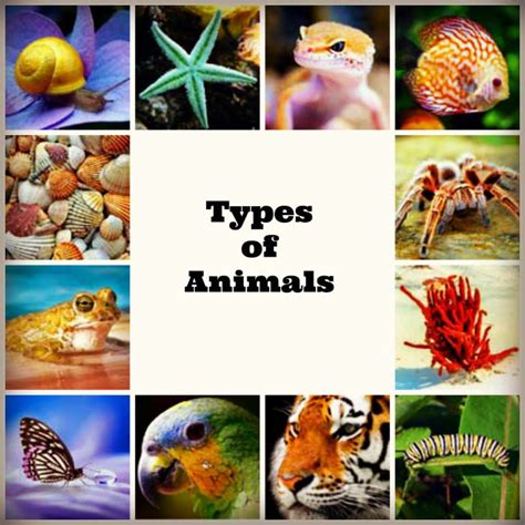 Pictures Of All Different Types Of Animals Picturemeta