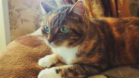 Calico Cat On Brown Textile · Free Stock Photo