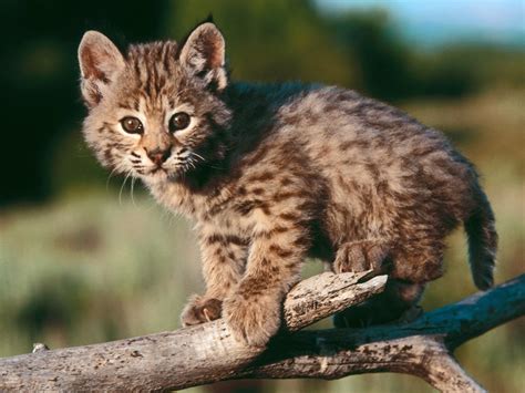 Cute Baby Bobcat Wallpaper Free Baby Downloads