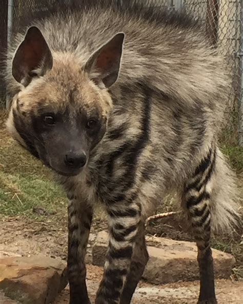 There are 3 species of hyena, the striped hyena. Striped Hyenas Rescue Sanctuary - OAK CREEK Zoological ...