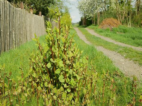 What To Do About Japanese Knotweed Ellis And Co