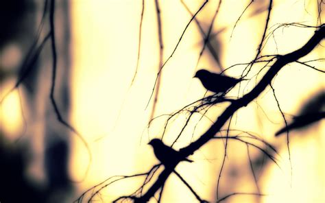 [47 ] birds and branches wallpapers wallpapersafari