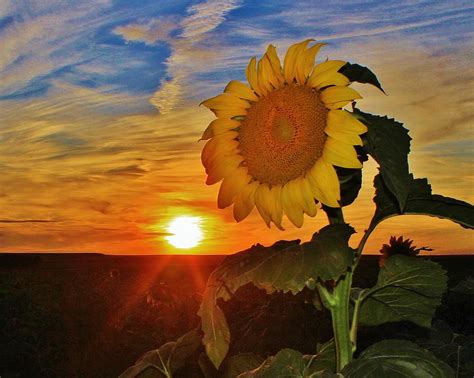 Sunflower Sunset In Kansas Photograph By Greg Rud Pixels