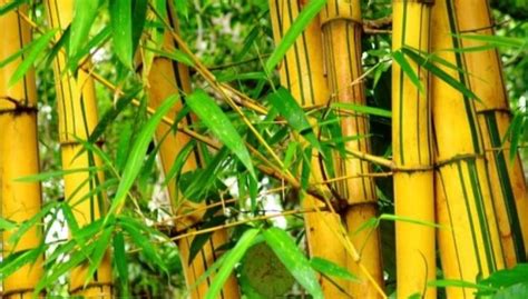 Cara Menanam Dan Merawat Tanaman Bambu Kuning Di Pekarangan Rumah Bagi