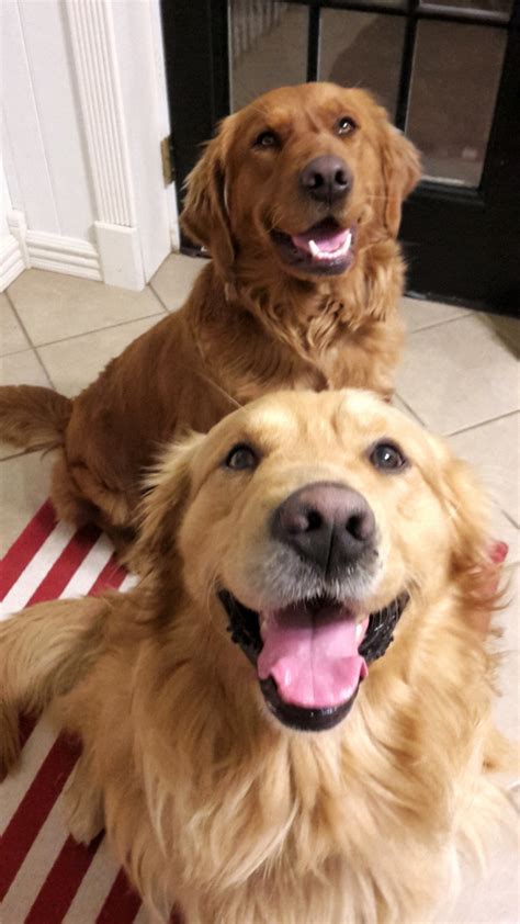 The ultimate fun loving family dog! Golden Retriever Puppies For Sale | Hytop, AL #290641