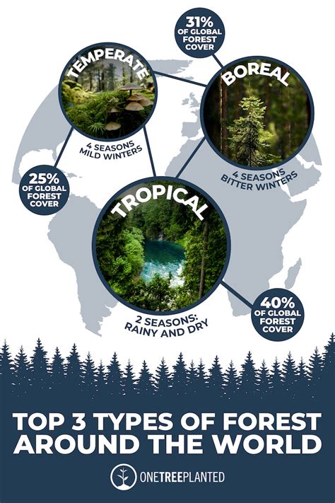 Top 3 Types Of Forests Around The World One Tree Planted