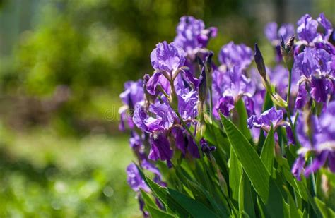 Beautiful Purple Irises Stock Photo Image Of Bunch 139359710
