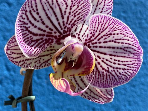 Purple Phalaenopsis Orchids At Home A Photo On Flickriver