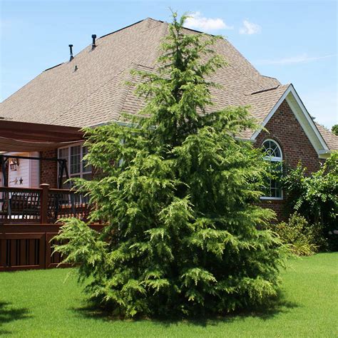 Deodar Cedar Trees For Sale