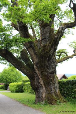 Le gros Chêne de St Martin-Bellevue, Haute-Savoie | Les ...
