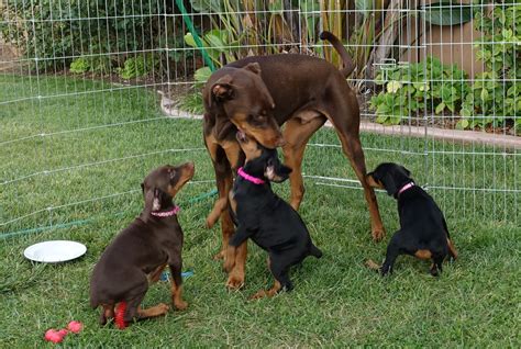 Organic Garden Dreams The Rescue Doberman Puppies Are Growing Fast