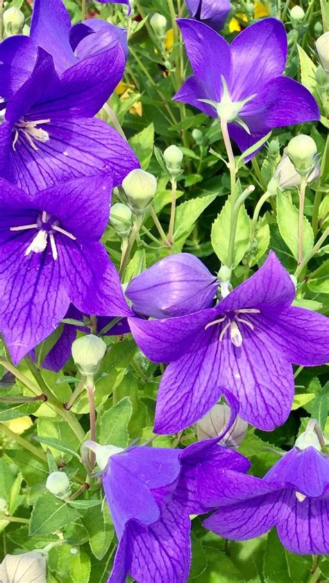 La viola è una pianta ideale per la fine dell'inverno e per l'autunno, periodi nei quali riesce ad esprimersi nel migliore dei modi facendo dei bellissimi fiori. Campanula, viola , fiore, flowers, | Çiçek