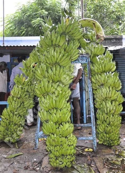Planta Bananoplátano Musa X Paradisiaca Su Fruto Bananas Hình ảnh