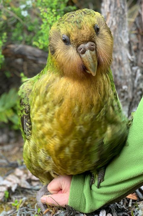 The Kakapo Is The Worlds Only Flightless Parrot Though It Is Very