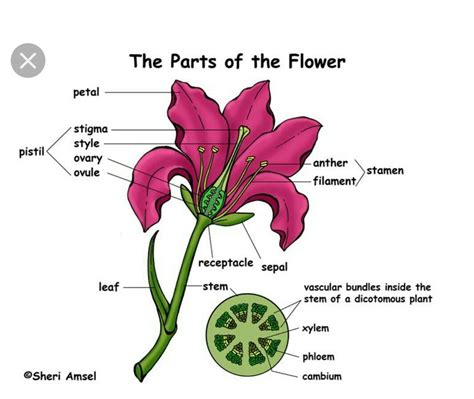 Annotated Drawing Of A Hibiscus Flower Eveliza Tumisma