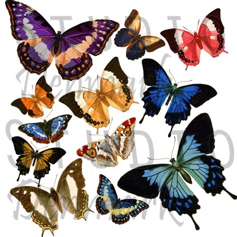 Vintage Butterflies Clipart Set 12 Png Butterflies