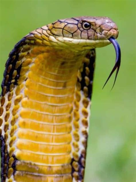 Exactly How High Can A King Cobra Stand Az Animals