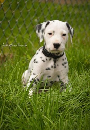 Looking for a dalmatian puppy or dog in new york? Dalmatian Puppy for Sale - Adoption, Rescue | Dalmatian ...