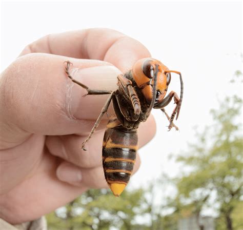 Britain Faces Invasion Of Deadly Asian Hornets 80 Nests Found