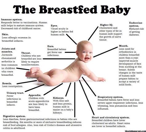 Importance Of Breastfeeding Musely