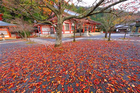 Include (or exclude) self posts. 鞍馬寺 紅葉