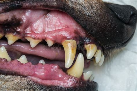 What Does Gingivitis Look Like In Dogs