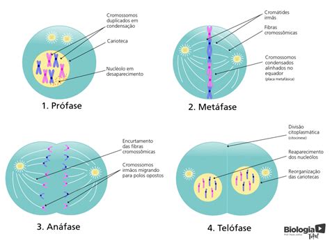 Ciclo Celular E Suas Fases