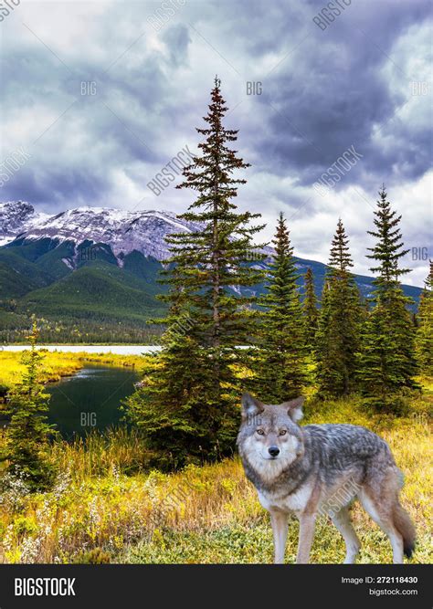 Gorgeous Gray Wolf Image And Photo Free Trial Bigstock