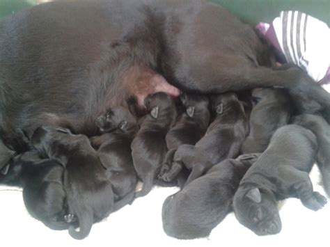 It mainly happens when he sees the cat (which he is obsessed with). My Labrador Puppies | COVENTRY MOBILE FISHMONGER
