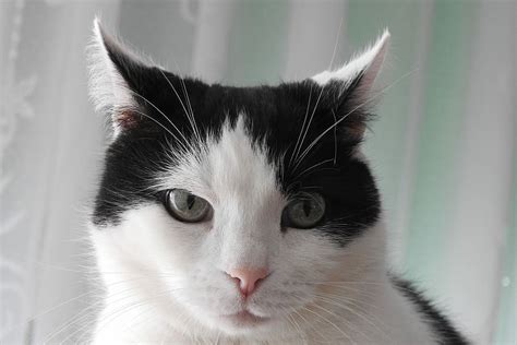 Hd Wallpaper Black And White Tuxedo Cat Kitten Nice Fur Portrait