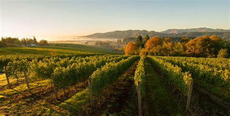 Willamette Valley Number One In World Wine Regions Albany Visitors