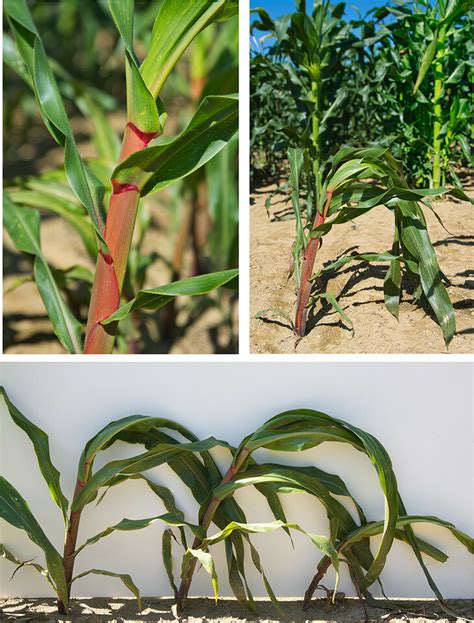 Mutant Corn Gene Boosts Sugar In Seeds Leaves May Lead To