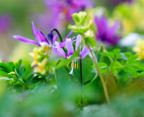 Spring Wild Flowers In Spring In The Forests Of Siberia Stock Photo