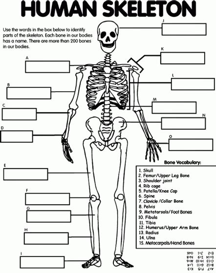 Axial Skeleton Coloring Page Exercise 10 The Axial Skeleton