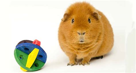 Best Guinea Pig Chew Toys For Keeping Their Teeth Healthy