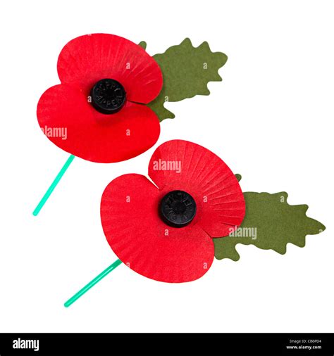 Remembrance Day Poppies On White Cut Out Uk Stock Photo Alamy