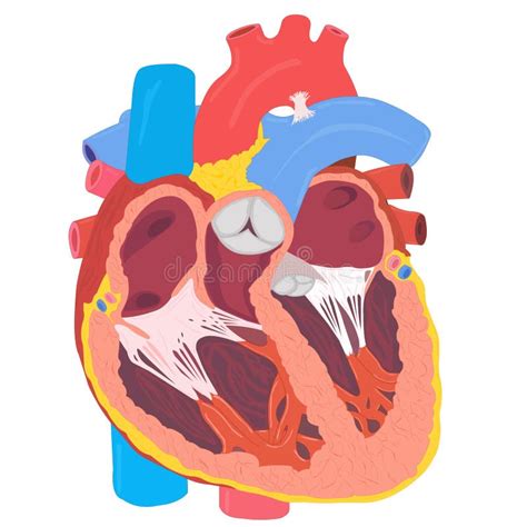 Human Heart Anatomy Stock Vector Illustration Of Healthy 10452637