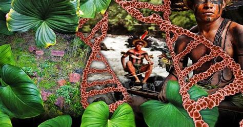 Dna From Papua New Guinea Tribes Matches 750000 Year Old Extinct Human