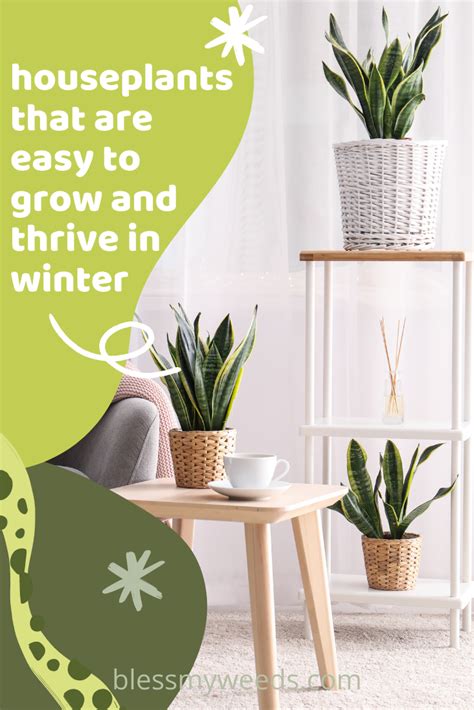 5 Easy To Grow Houseplants That Do Well In The Winter Easy To Grow