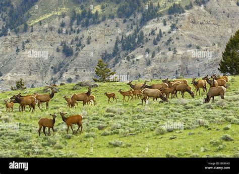 Elk Herd In Yellowstone National Park Stock Photo Alamy