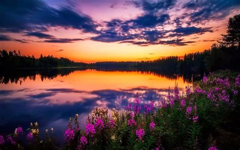 Lake Wildflowers At Sunset Colorful Amazing Dusk Bonito Sunset