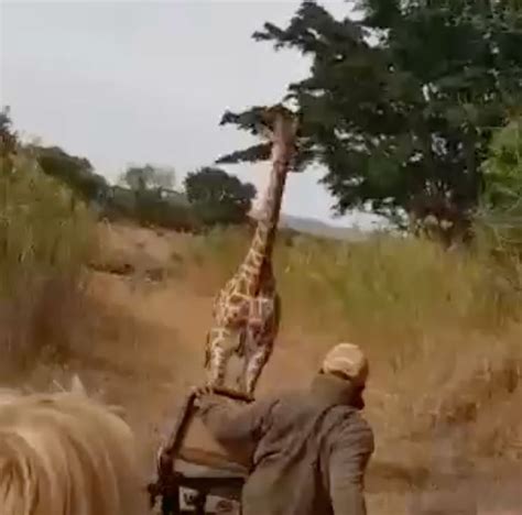 Giraffe Chases Down Tourists In Heart Stopping Footage