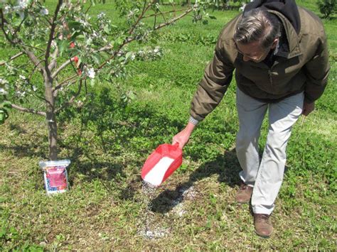 Organic fertilizers are different types of fertilizers derived from vegetable matter, mineral matter, animal matter, etc. Ultimate Tree Care Guide For Homesteading